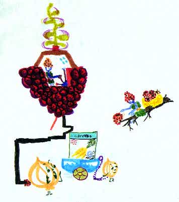 legumes_vs_fruits_1